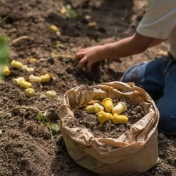 Grapat Wooden Tulips Mandala - 36 Pieces Toys