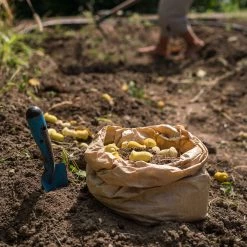 Grapat Wooden Tulips Mandala - 36 Pieces Toys