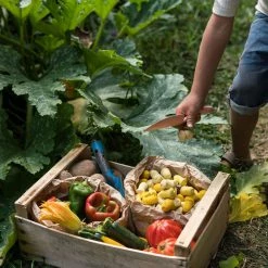 Grapat Wooden Tulips Mandala - 36 Pieces Toys