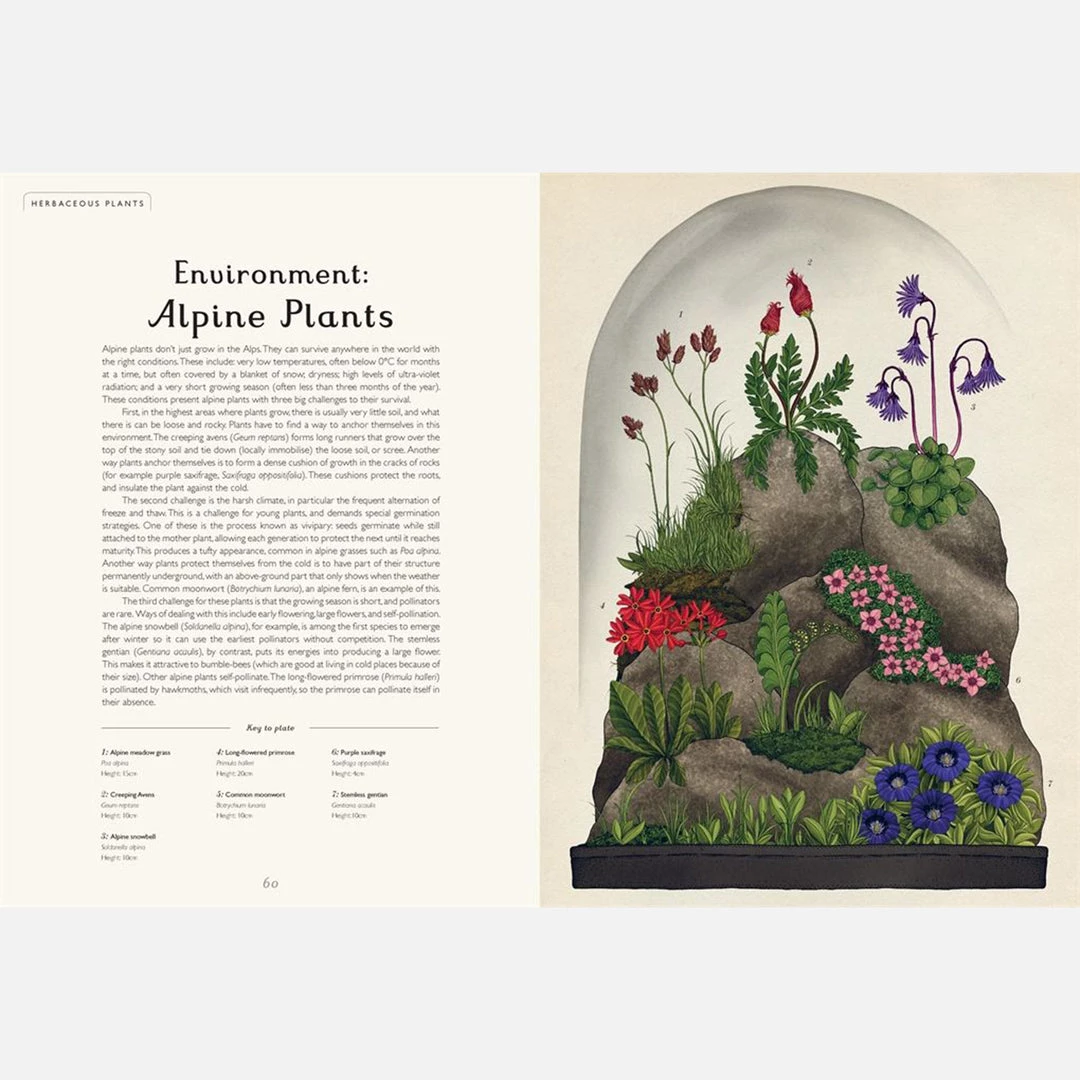 Books Kathy Willis - Botanicum 4 Books Kathy Willis - Botanicum