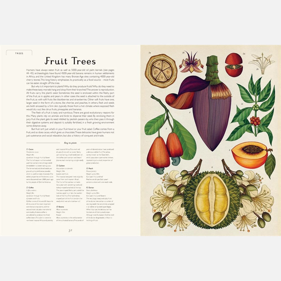 Books Kathy Willis - Botanicum 8 Books Kathy Willis - Botanicum