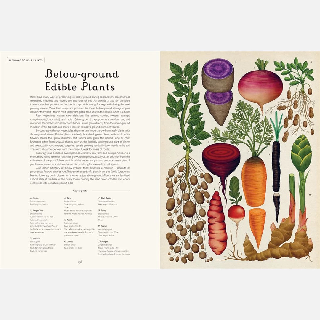 Books Kathy Willis - Botanicum 9 Books Kathy Willis - Botanicum